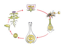 Stages Of Pollination In Plants
