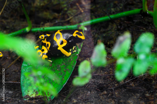 Yellow Poison Dart Frog Dendrobates Leucomelas Hiding In The