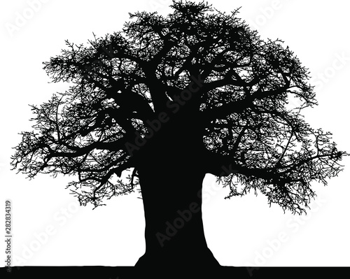 Fotografía Black silhouette of a baobab in vector on a white background.