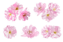 Pink Flowers Isolated On White Background. Floral Set Of Five Flowers