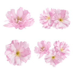 Pink flowers isolated on white background. Floral set of four flowers