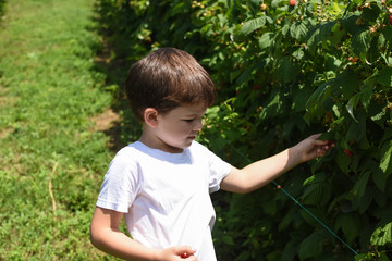 Wall Mural - Little boy picking raspberries in garden. Child picking and eating ripe raspberries