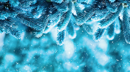 Wall Mural - Christmas banner greeting with fluffy fir branches. Beautiful border of fir branches in nature with falling snow.