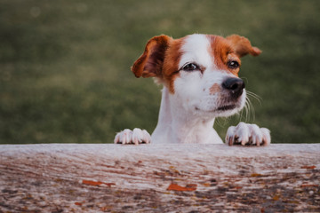 portrait of cute small jack russell terrier standing on two paws on the grass in a park looking at the camera. Fun outdoors. top view