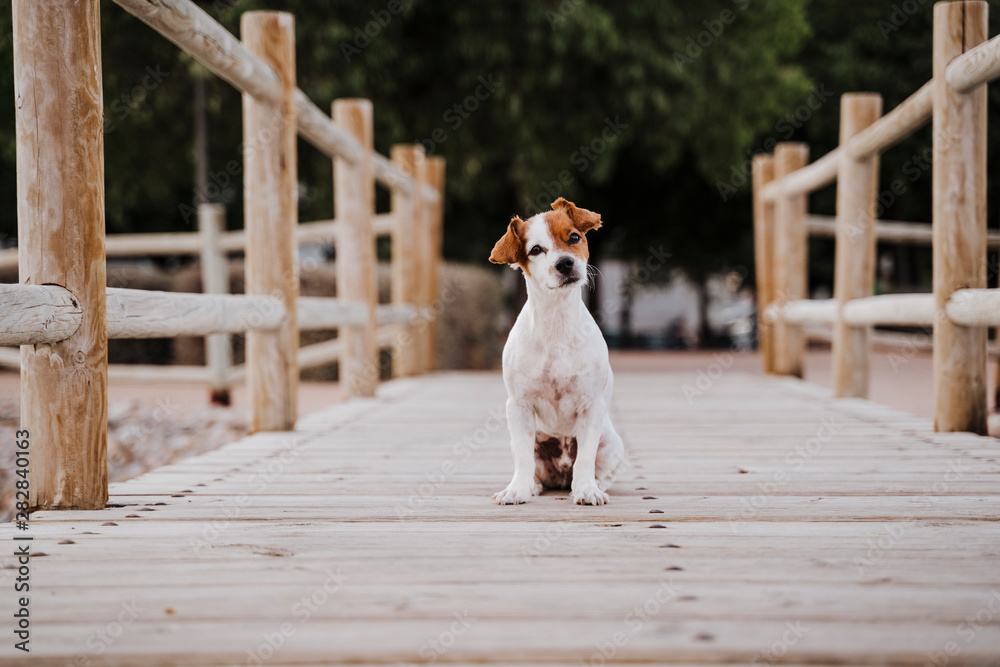 cute small jack russell terrier dog lying on a wood bridge outdoors and looking for something or someone. Pets outdoors and lifestyle - obrazy, fototapety, plakaty 