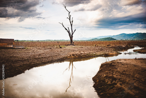 Fotomural The water in canal is drying and tree is standing dead, Water crisis and Climate change or drought concept