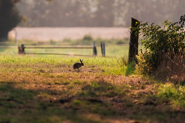 Hare sitting in farmland in backlight.