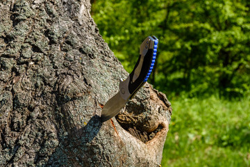 Folding knife stuck in the old tree trunk