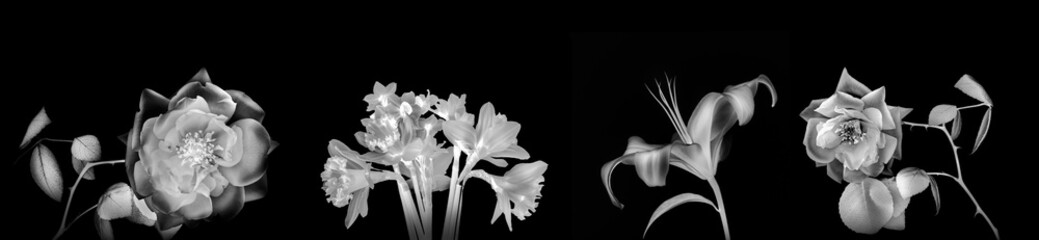 High resolution back and white panoramic photo  montage of individually colour graded Rose, Iris and daffodil