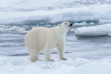 Wild polar bear on pack ice in Arctic sea close up