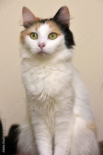 Grey Orange And White Female Cat Buy This Stock Photo And