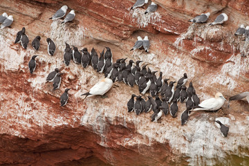 Wall Mural - common murre, common guillemot, uria aalge, Helgoland, Dune island