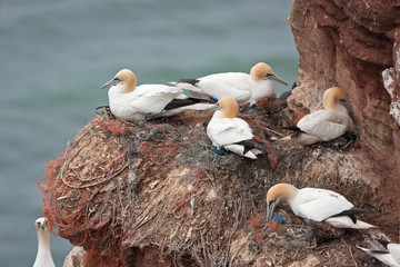 Wall Mural - northern gannet, morus bassanus, Helgoland, Dune island