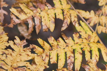 Canvas Print - orange autumn fern leaves closeup