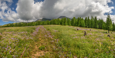 Wall Mural - mountains flowers sky clouds road