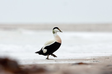 Wall Mural - common eider, somateria mollissima, cuddy's duck, Helgoland, Dune island