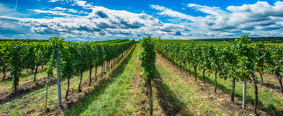 green vineyards landscape in summer time 