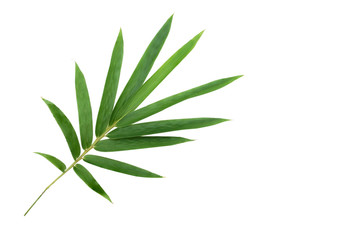  Bamboo leaf isolated on white background, Bamboo leaf texture as background or wallpaper, Chinese bamboo leaf, Closeup green branch and bamboo leaves 