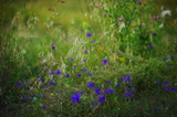 Fototapeta Maki - blue flowers in grass