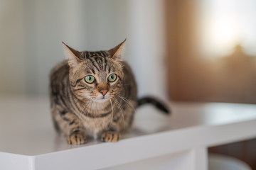 Poster - Beautiful short hair cat sitting on white table at home