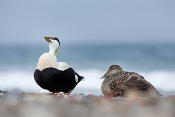 Wall Mural - common eider, somateria mollissima, cuddy's duck, Helgoland, Dune island