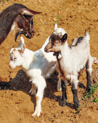 Black goat and two cute goatling outdoors