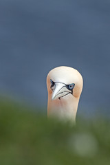 Wall Mural - northern gannet, morus bassanus, Helgoland, Dune island