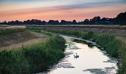 Wall Mural - Two swans in river through rural landscape at sunset.