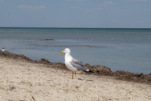 Birds In Wildlife - A Large White Seagull Sits On The Beach Of A Calm Sea.
