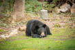Huge black bear asleep on the grass at a home near Asheville, North Carolina.