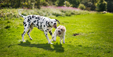 Wall Mural - The Dalmatian