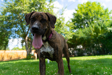 Dog in Park - Plott Hound