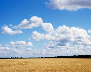 Ripe golden wheat field ready for harvest, Pastoral landscape with blue sky and clouds.