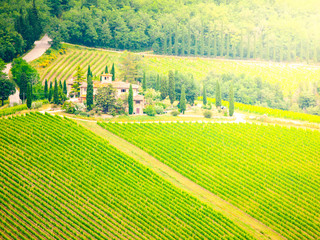 Wall Mural - Green vineyards of Chianti. Sunny day in beautiful Tuscan landscape, Italy