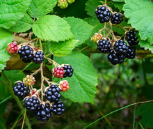 Ripe Blackberries On A Bush In The Forest.