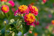 A Beautiful Flowers Of A Tropical Plant Lantana Camara. Bright Summer Floral Background. Blossom Lantana Camara.