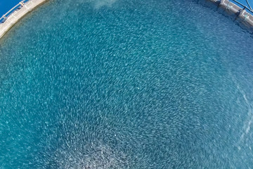 Fish farm in the sea, fenced with round net.