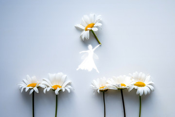 Wall Mural - daisies on blue background