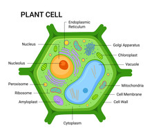 Illustration Of The Plant Cell Anatomy Structure. Vector Infographic With Nucleus, Mitochondria, Endoplasmic Reticulum, Golgi Apparatus, Cytoplasm,  Wall Membrane Etc