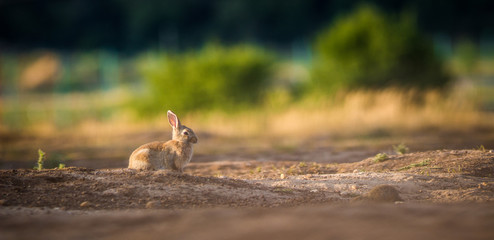 wild rabbit