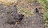 Fototapeta Dmuchawce - Hen and its chicks