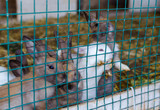 Fototapeta Zwierzęta - Cute small coloured rabbits waiting for food  in the cell outside. Selective focus.