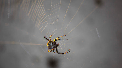 Spider in Web