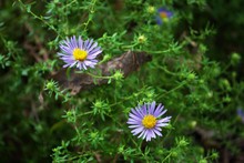 Bright Purple Aster Flowers Blooming In The Garden