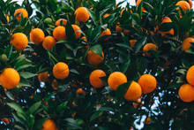 Closeup Of Ripe Oranges On A Tree With Green Leaves. Fruits.
