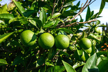 Fresh Green Lemons On The Tree In The Garden