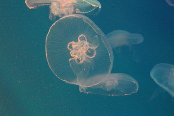 Wall Mural - Large jellyfish in blue and clear sea water.