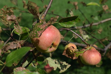 Sticker - Orchard Apple