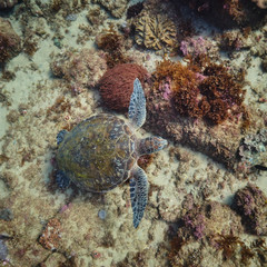  Green sea turtle swimming across sand bank underwater