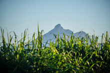 Mount Warning Behind Green Sugar Cane In Murwillumbah Nsw